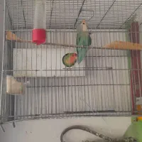 برزیلی جفت و هلندی ماده