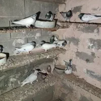 کفتر|پرنده|قلعه قاضی, |دیوار