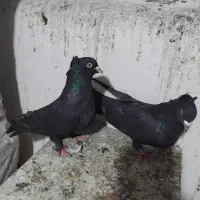 کبوتراصفهانی|پرنده|برخوار, |دیوار