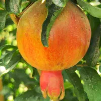 زمین-زراعی-تبدیل-شده-به-باغچه