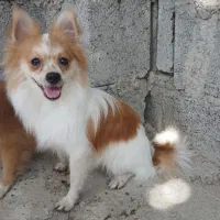 سگ سایز ریز