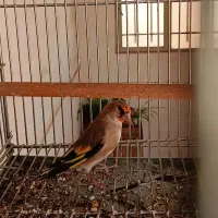 سهره نر جوجه سال|پرنده|خمینی‌شهر, |دیوار