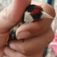 سهره نر بخون