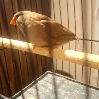 فنچ ماده اورنج سایز متوسط تن نرفته