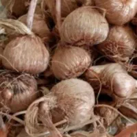 خرید پیاز زعفران