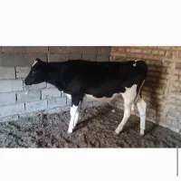 گوساله نر