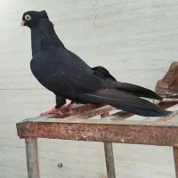 آبادانی و صرب