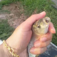 فروش انواع بچه ماهی گرم