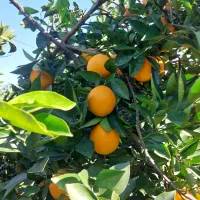 پرتقال|خوردنی و آشامیدنی|پرهسر, |دیوار