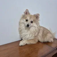 پامرین|سگ|نجف‌آباد, ویلاشهر|دیوار