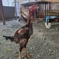 خروس و مرغ لاری