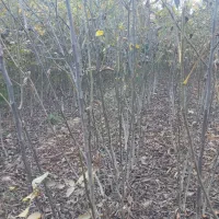 نهال گردو ۴ ساله  بزری1قد نهال 1/5تا 2متر دانه ۶۰|خدمات باغبانی و درختکاری|بجنورد, |دیوار