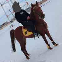 اسب نریان کرد