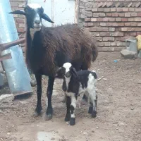 یک راس بره دار دورشت و هیکلی عروسک صحیح سالم|حیوانات مزرعه|گنبد کاووس, |دیوار