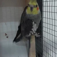 عروس هلندی نر