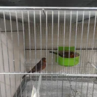 فروش انواع قناری اورجینال و بلند