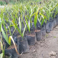 پالم تنه قرمز ریشه پرس|خدمات باغبانی و درختکاری|کلاچای, |دیوار