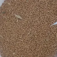 فروش بذر گندم|عمدهفروشی|نیشابور, ماروسک|دیوار