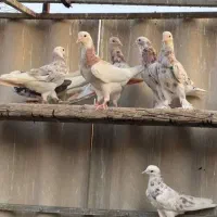 کبوتر قلمه پرشی