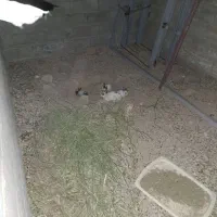 فروش خرگوش