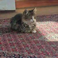 واگذاری گربه خانگی|گربه|اردبیل, |دیوار