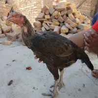 ماکیان لاری معامله ای|حیوانات مزرعه|سراوان, |دیوار