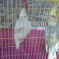 طوطی عروس|پرنده|شوشتر, |دیوار