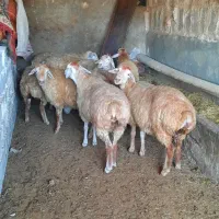 بره