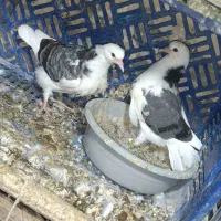 جوجه کفتر پرشی