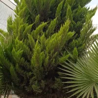 فروش درخت کاج