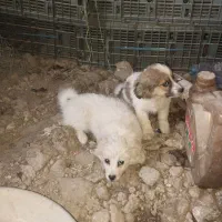 توله سگ پاکوتاه