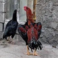 لاری|حیوانات مزرعه|بیستون, |دیوار