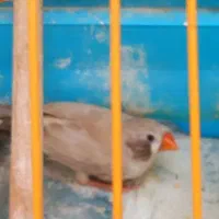 ی جفت فنچ و دو عدد جوجه خروس ۶ ماه