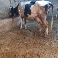 گاو باگوساله نر ۲۰کیلو شیر