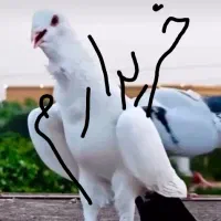 دم سیاه سینه فر