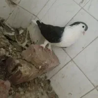 نر ساده نابلد