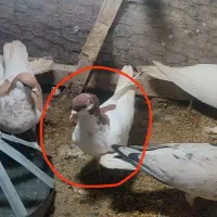 کفتر دم سفید|پرنده|تربت‌حیدریه, حسنی بالا|دیوار