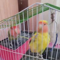 طوطی|پرنده|کوهدشت, |دیوار