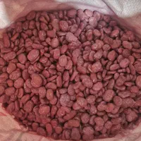 بذر باقلا رقم برکت یکتا بذر|عمده‌فروشی|ششده و قره بلاغ, |دیوار