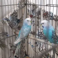 مرغ عشق انگلیسی