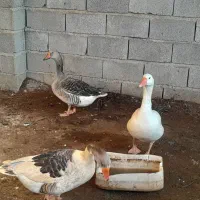 غازنروماده بالغ