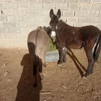 فروش دو ماده الاغ