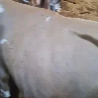 گاو تازه ۶روز زایده|حیوانات مزرعه|تکاب, |دیوار