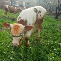 متور معاوضه با گوساله