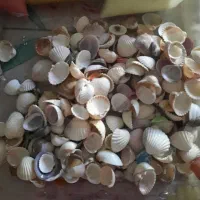 شن رنگی تزینی و صدف|صنایع دستی و سایر لوازم تزئینی|شوشتر, |دیوار