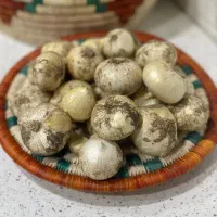 موسیر تازه تازه عمده و خرده