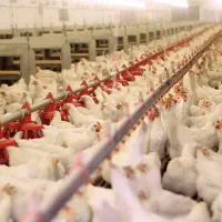 فروش مجوز مرغداری گوشتی با زمین