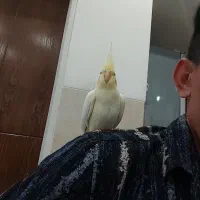 عروس هلندی فول دستی