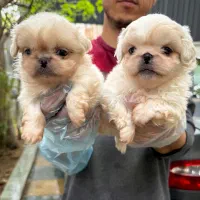 کارگر ساده نظافت حیوانات