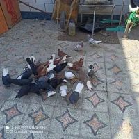 کفتر رنگی|پرنده|خرمشهر, |دیوار